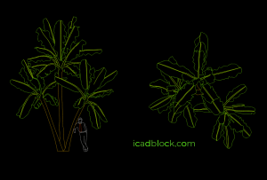 Banana tree in AutoCAD